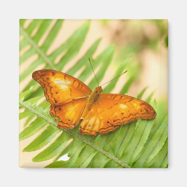 Orange Cruiser Butterfly Magnet (Vorne)
