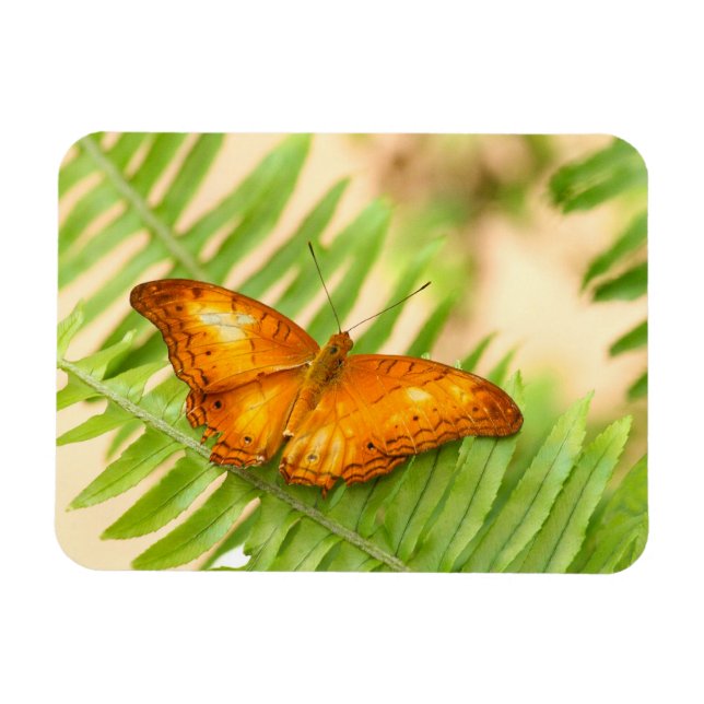 Orange Crusier Schmetterling Magnet (Horizontal)