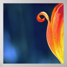 Orange Curly Tulip Petal Curl Macro Abstrakt