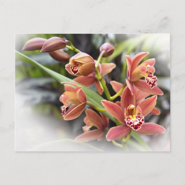 Orange Cymbidium Orchid Blume Postkarte (Vorderseite)