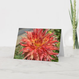 Orange dahlia auf einer Karte