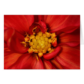 Orange Dahlia Blume