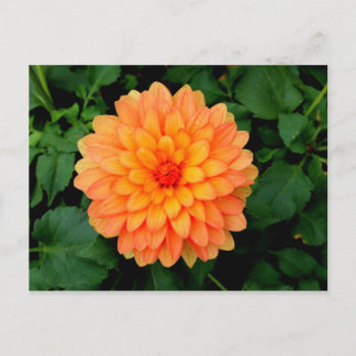 Orange Dahlia - Blume und Garten Postkarte