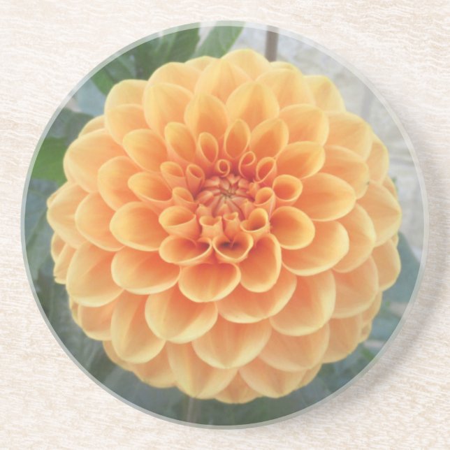 Orange Dahlia Sandstone Untersetzer (Vorne)