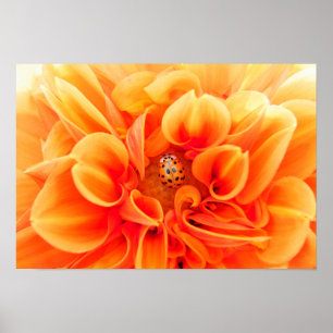 Orange Dahlia und Ladybug Poster