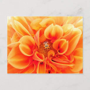 Orange Dahlia und Ladybug Postkarte