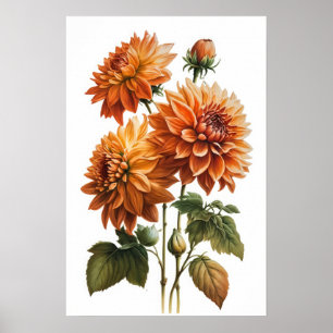 Orange Dahlias Blume Art Print Poster