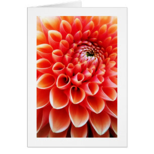 Orange Dahlie