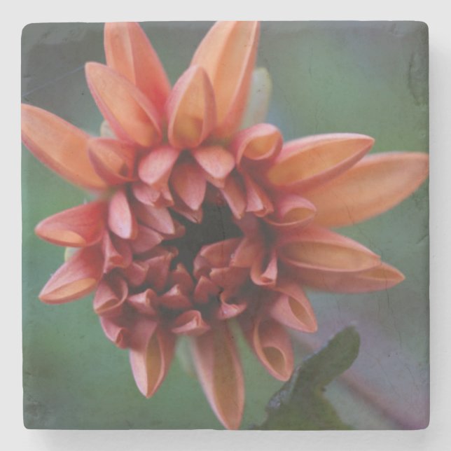 Orange Dahlie II Steinuntersetzer (Vorderseite)