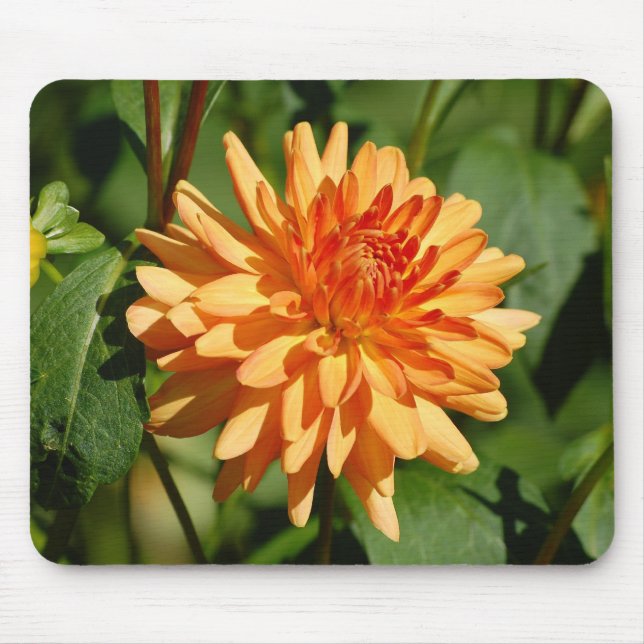 Orange Dahlie mit Knospe und Mousepad (Vorne)