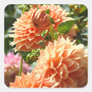 Orange Dahlien Blumen Aufkleber Umschlag Siegel