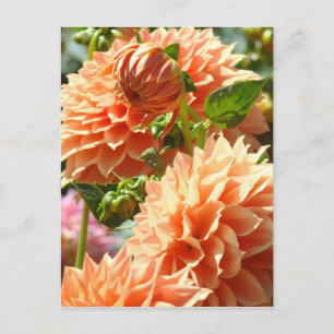 Orange Dahlien Blumen Postkarten Dahlien Floral