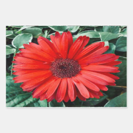 Orange Daisies Design Geschenkpapier Set