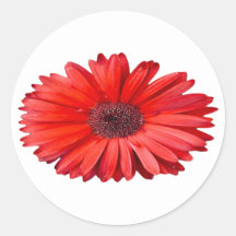 Orange Daisy Aufkleber