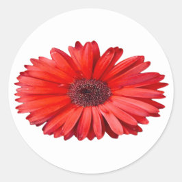 Orange Daisy Aufkleber