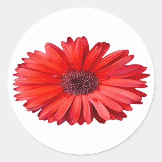 Orange Daisy Aufkleber (Vorderseite)