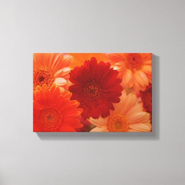 Orange Daisy Blume Foto Leinwand Mauer Kunstdrucke (Vorderseite)