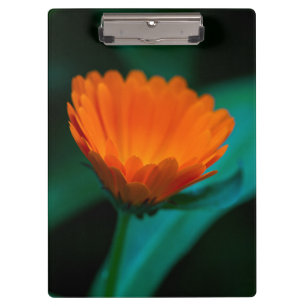 Orange daisy Blume Klemmbrett