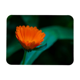 Orange daisy Blume Magnet
