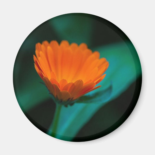 Orange daisy Blume Magnet (Vorne)