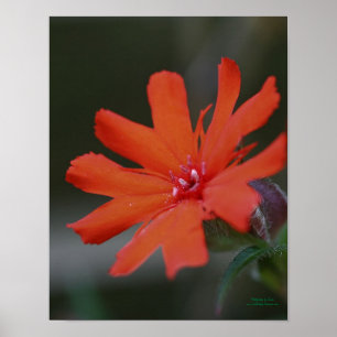 Orange Daisy Blume Nah Up Poster