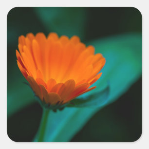 Orange daisy Blume Quadratischer Aufkleber