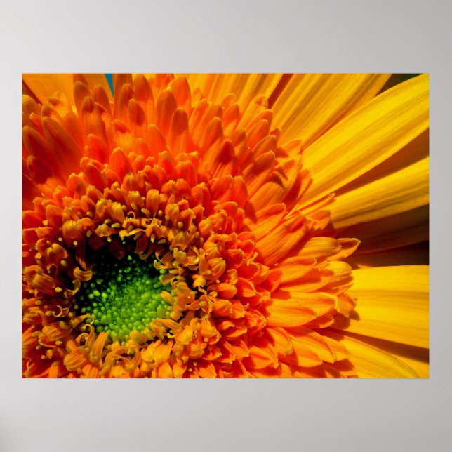 Orange Daisy Canvas Print Poster (Vorne)
