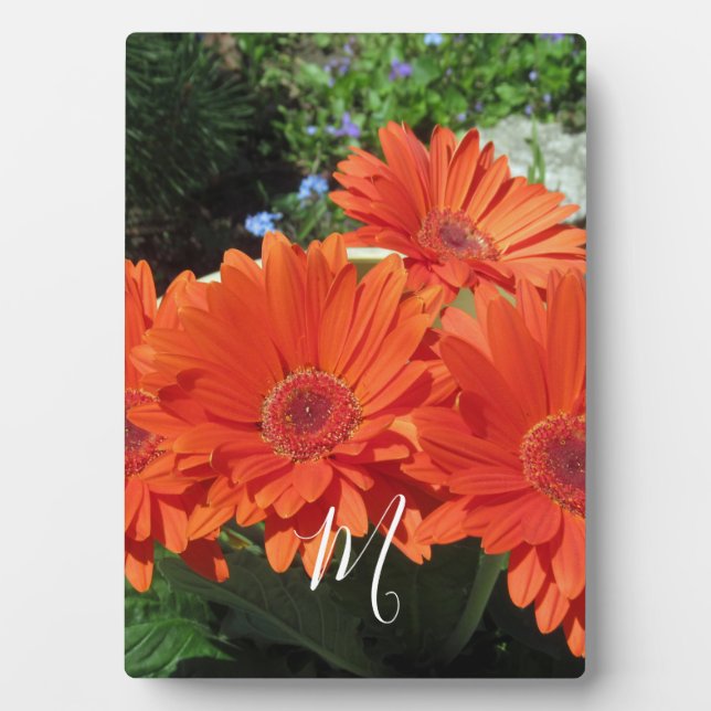 Orange Daisy Foto Monogram Fotoplatte (Vorderseite)