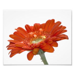 Orange Daisy Gerbera Blume Fotodruck