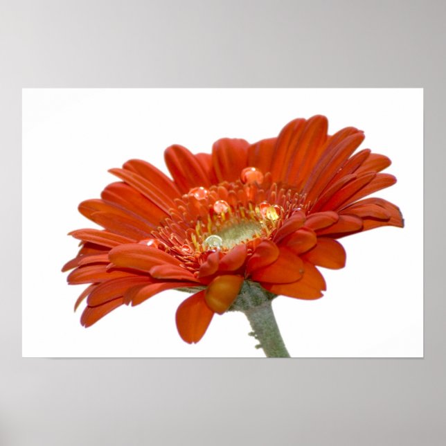 Orange Daisy Gerbera Blume Poster (Vorne)