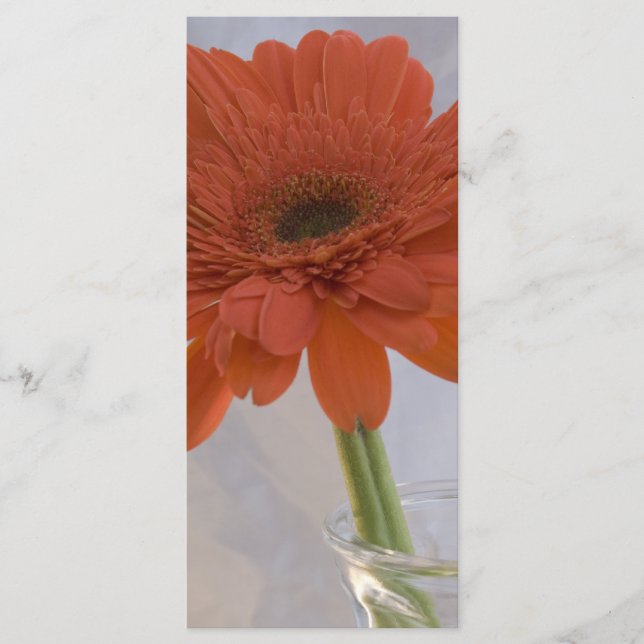 Orange Daisy in Vase Wedding Program Programm (Vorderseite)