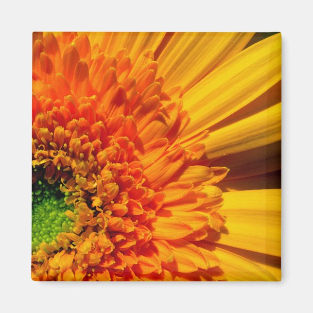 Orange Daisy Magnet (Vorne)