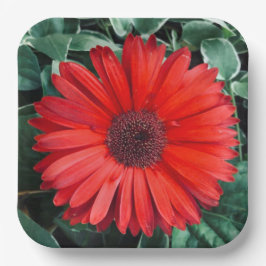 Orange Daisy Paper Teller