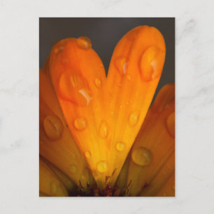 Orange Daisy Petal Herz mit Wassertropfen Foto Postkarte