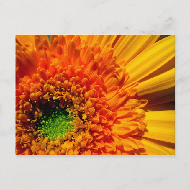 Orange Daisy Postcard Postkarte (Vorderseite)