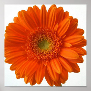 Orange Daisy Poster Print