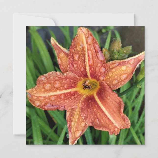 Orange Day Lily Greetings Card Mitteilungskarte (Vorderseite)