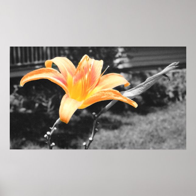Orange Day Lily Picture Poster (Vorne)