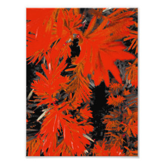 ORANGE DEED FOTODRUCK