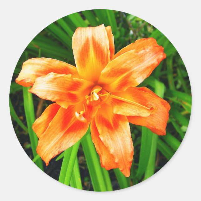 Orange Double Day Lily Runder Aufkleber (Vorderseite)