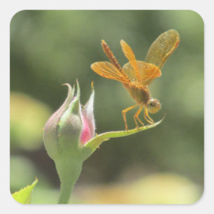 Orange Dragonfly auf Pink Rosenknospe Quadratischer Aufkleber