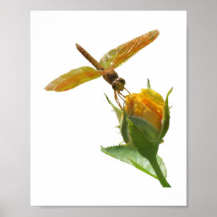Orange Dragonfly auf Yellow Rosenknospe Poster