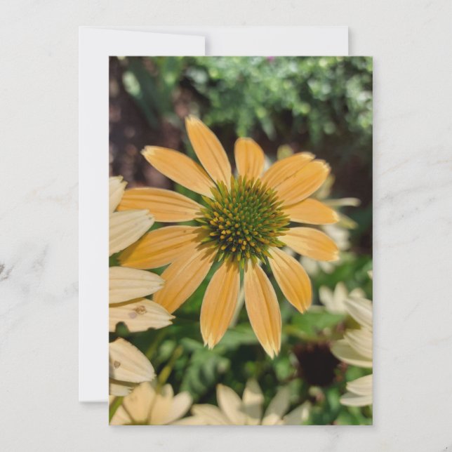 Orange Echinacea Coneflower Blume Blank Card (Vorderseite)