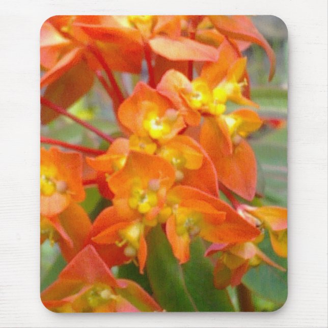 Orange Euphorbiengummi Mousepad (Vorne)