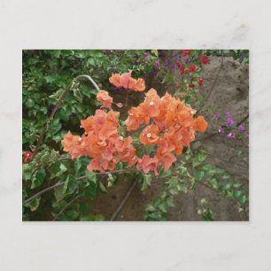 Orange farbige Blume Postkarte