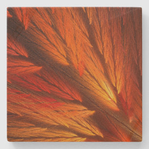 Orange Feathery Fraktal Square Stone Untersetzer