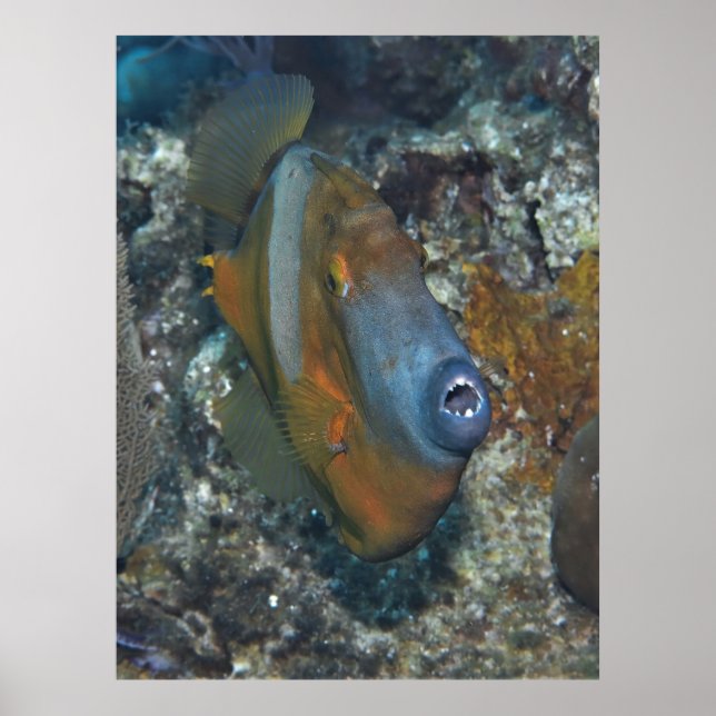 Orange Filefish Poster (Vorne)