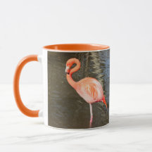 Orange Flamingo Foto