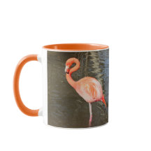Orange Flamingo Foto