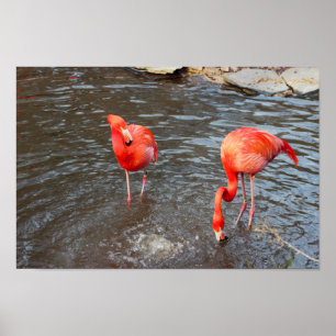 Orange Flamingos Foto Poster